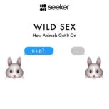 Wild Sex How Animals Get It On, Seeker