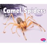 Camel Spiders, Nikki Clapper