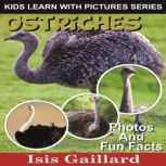 Ostriches Photos and Fun Facts for Kids, Isis Gaillard