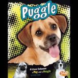 Puggle A Cross Between a Pug and a Beagle, Molly Kolpin