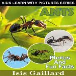 Ants Photos and Fun Facts for Kids, Isis Gaillard