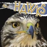 Hawks Rourke Discovery Library, Julie Lundgren