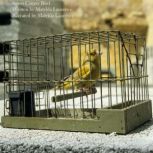 Sweet Canary Bird, Matylda Laurence