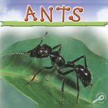 Ants Life Science - Insects Discovery Library, Jason Cooper