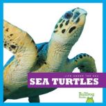 Sea Turtles, Cari Meister