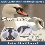 Swans Photos and Fun Facts for Kids, Isis Gaillard