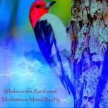 Whales in the Rainforest - Meditations Mixed Reality, Anthony Morse