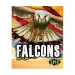 Falcons, Nathan Sommer