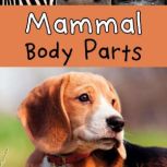 Mammal Body Parts, Clare Lewis