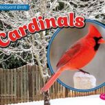 Cardinals, Lisa Amstutz