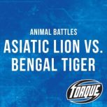 Asiatic Lion vs. Bengal Tiger, Kieran Downs