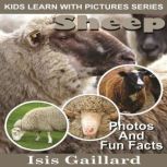 Sheep Photos and Fun Facts for Kids, Isis Gaillard
