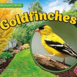 Goldfinches, Lisa Amstutz