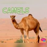 Camels, Rose Davin