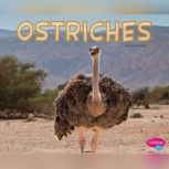 Ostriches, Rose Davin