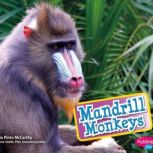 Mandrill Monkeys, Cecilia Pinto McCarthy