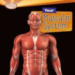 Your Muscular System, Rebecca L. Johnson
