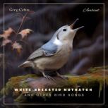 White-breasted Nuthatch and Other Bird Songs Ambient Audio for Holistic Living, Greg Cetus