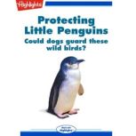 Protecting Little Penguins, Amanda Hill