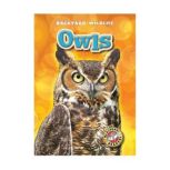 Owls, Kari Schuetz
