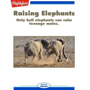 Raising Elephants: Only bull elephants can calm teenage males., Jennifer Berry