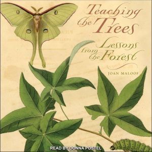 Teaching the Trees: Lessons from the Forest, Joan Maloof
