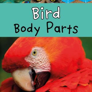 Bird Body Parts, Clare Lewis
