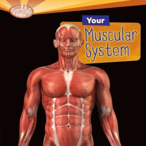 Your Muscular System, Rebecca L. Johnson